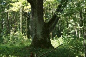 Национальный конкурс “Российское дерево года 2022” – Деревья – памятники живой природы